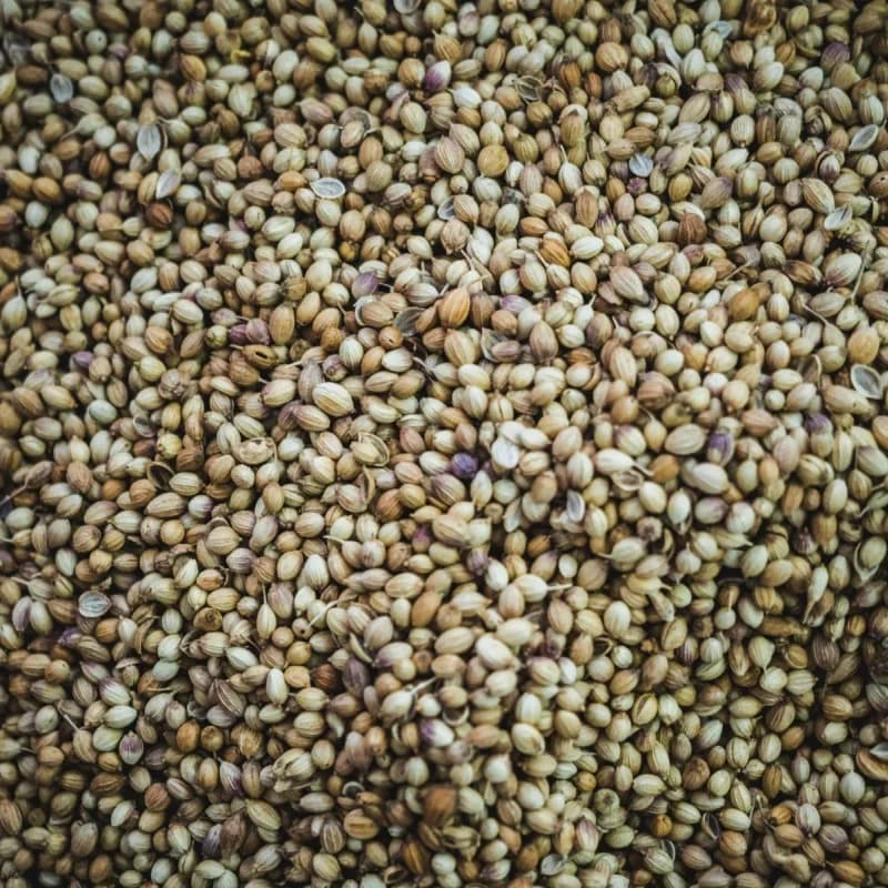 Close-up of whole Indian coriander seeds